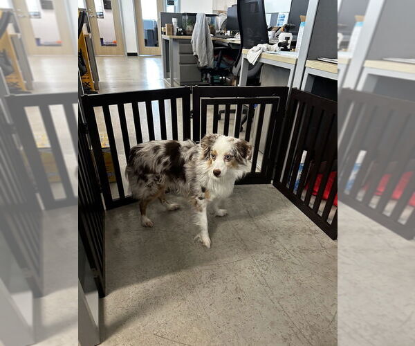 Medium Photo #6 Australian Shepherd Puppy For Sale in Oak Bluffs, MA, USA