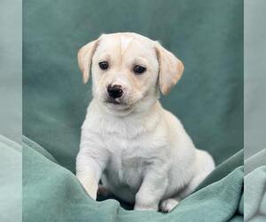 Labrador Retriever-Unknown Mix Dogs for adoption in San Diego, CA, USA