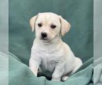 Small Labrador Retriever Mix