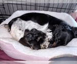 Small Photo #1 Dachshund Puppy For Sale in SACRAMENTO, CA, USA