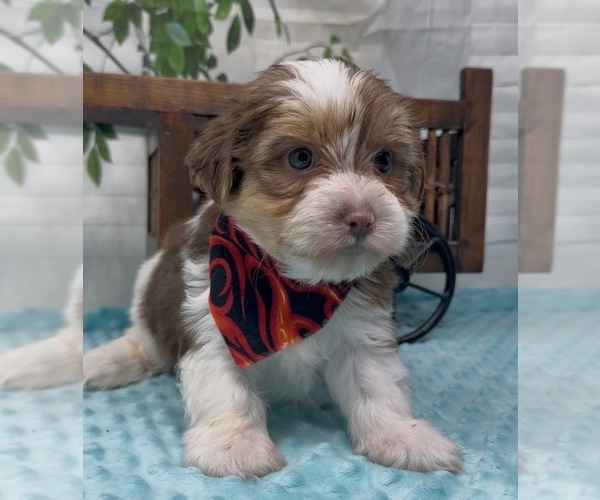 Medium Photo #14 Shorkie Tzu Puppy For Sale in SELLERSBURG, IN, USA