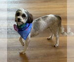 Small Photo #4 Havanese Puppy For Sale in Fort Wayne, IN, USA