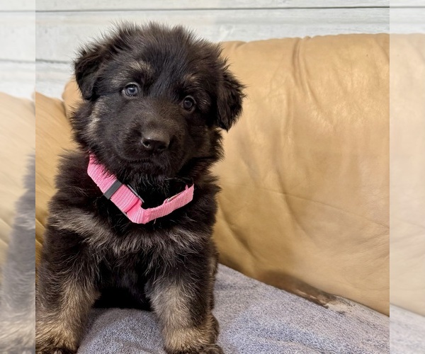 Medium Photo #16 German Shepherd Dog Puppy For Sale in BRIGHTON, CO, USA