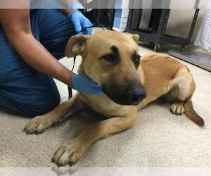 German Shepherd Dog-Unknown Mix Dogs for adoption in Riverside, CA, USA