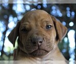 Small Photo #2 Rhodesian Ridgeback Puppy For Sale in ROCHESTER, WA, USA