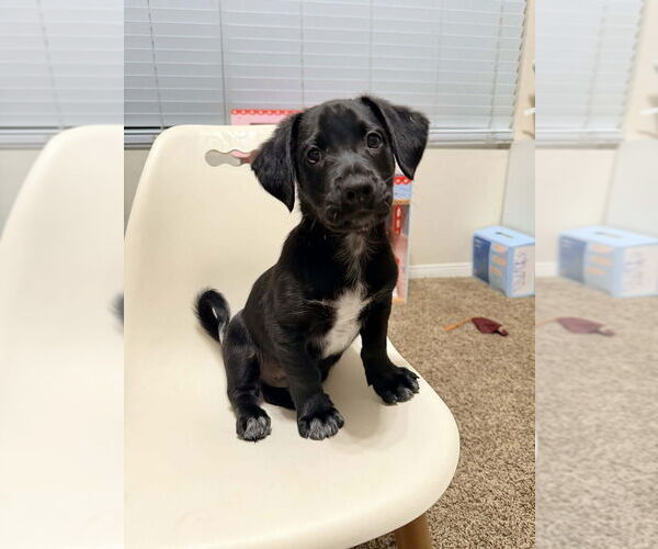 Medium Photo #3 Mutt Puppy For Sale in San Diego, CA, USA