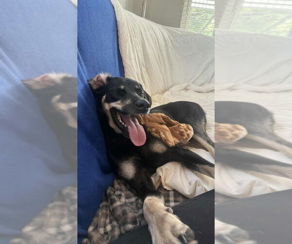 Medium Photo #4 German Shepherd Dog-Unknown Mix Puppy For Sale in Aurora, IN, USA