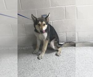 German Shepherd Dog-Unknown Mix Dogs for adoption in Conroe, TX, USA