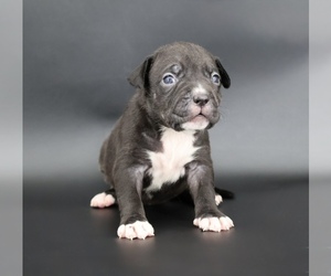 American Bully Puppy for sale in CHAMPAIGN, IL, USA