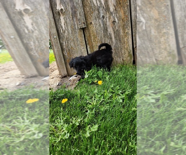 Medium Photo #2 Shiranian Puppy For Sale in GREENWOOD, WI, USA