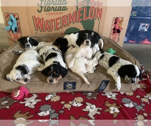 English Setter Puppy for sale in CARO, MI, USA