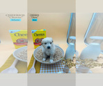 Puppy 8 Golden Retriever-Samoyed Mix