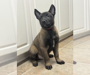 Belgian Malinois Puppy for sale in OAK FOREST, IL, USA