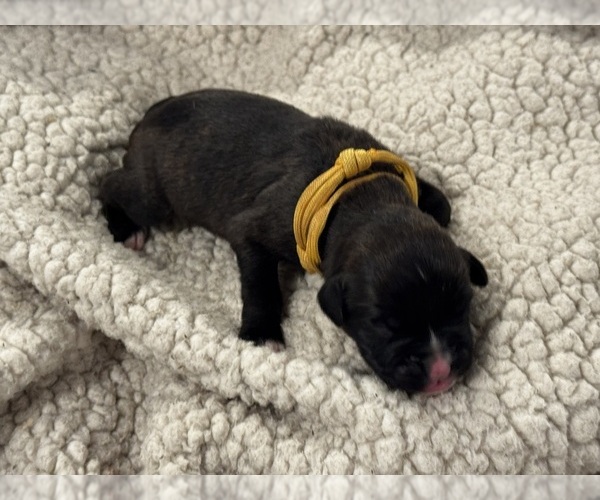 Medium Photo #26 Boxer Puppy For Sale in BRUSH CREEK, TN, USA