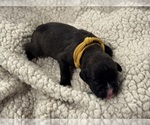 Small Photo #26 Boxer Puppy For Sale in BRUSH CREEK, TN, USA