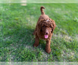 Poodle (Standard) Puppy for sale in MURFREESBORO, TN, USA