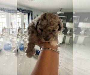 Poodle (Toy) Puppy for Sale in ORLANDO, Florida USA