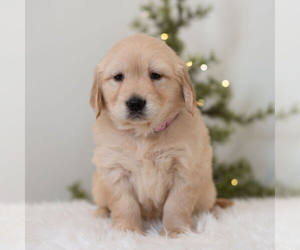 Medium Photo #4 Golden Retriever Puppy For Sale in NEWPORT, PA, USA