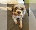 Small #1 Mutt
