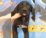 Small Photo #8 Labrador Retriever-Unknown Mix Puppy For Sale in Tampa, FL, USA