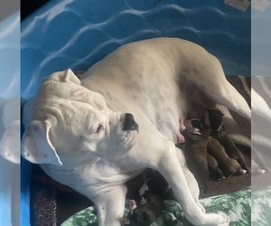 Mother of the Boxer puppies born on 10/17/2022