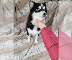Father of the Pomsky puppies born on 07/02/2022
