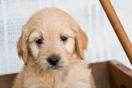 Medium Photo #1 Goldendoodle Puppy For Sale in PLYMOUTH, OH, USA