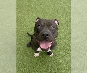 VANDER - Male American Pit Bull Terrier Dog for Adoption - Photo #2