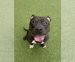 Small Photo #2 American Pit Bull Terrier Puppy For Sale in Derwood, MD, USA