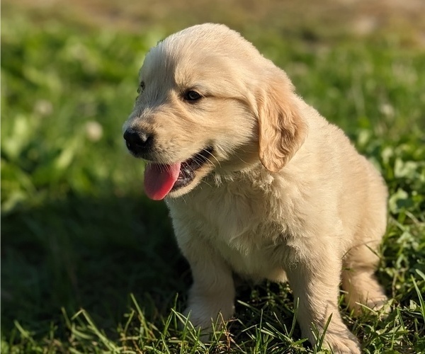 Medium Photo #1 Golden Retriever Puppy For Sale in WOOSTER, OH, USA