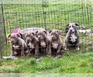 American Staffordshire Terrier Puppy for sale in TACOMA, WA, USA