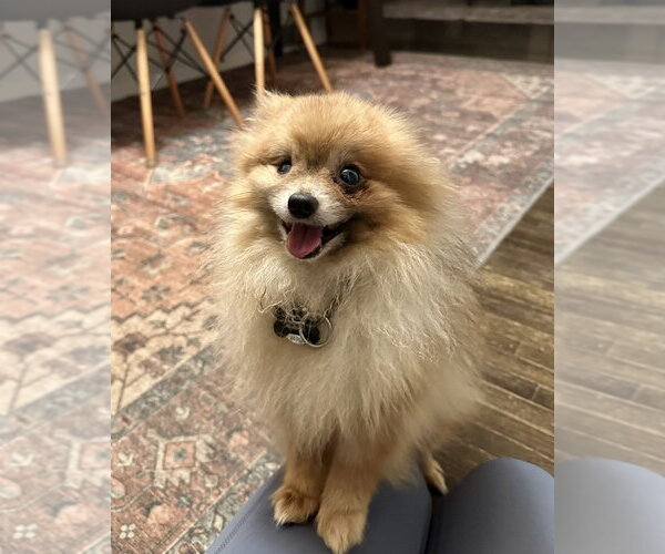 Medium Photo #3 Pomeranian Puppy For Sale in Andover, MN, USA