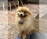 Small #2 Pomeranian