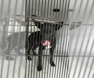 Shepradors Dogs for adoption in Houston, TX, USA