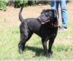Small #2 Labrador Retriever Mix