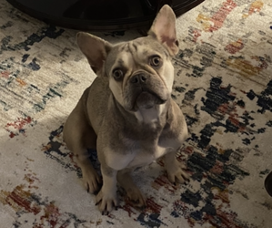 French Bulldog Puppy for sale in TAMARAC, FL, USA