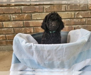 Goldendoodle Puppy for sale in MONROE, LA, USA