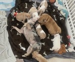 Image preview for Ad Listing. Nickname: Litter of 8