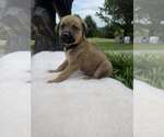 Small #1 German Shepherd Dog Mix
