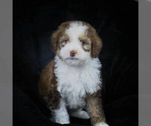 Bernedoodle-Poodle (Miniature) Mix Puppy for sale in DALTON, OH, USA