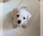 Small Photo #1 Chihuahua-Maltipoo Mix Puppy For Sale in MANTECA, CA, USA