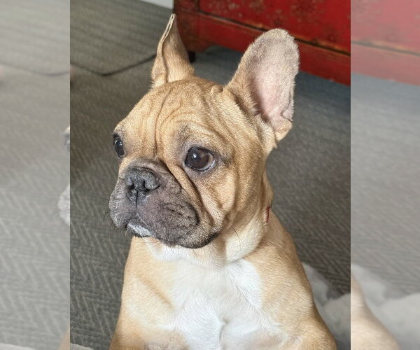 Medium Photo #2 French Bulldog Puppy For Sale in Oak Bluffs, MA, USA