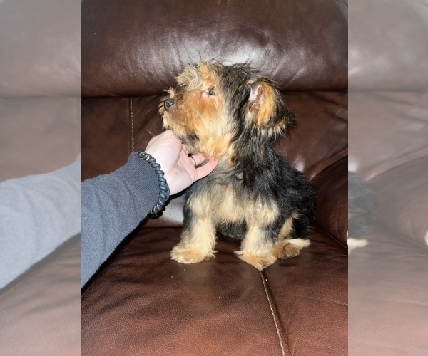 Full screen Photo #3 Yorkshire Terrier Puppy For Sale in LOWELL, MA, USA