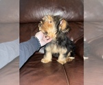 Small Photo #3 Yorkshire Terrier Puppy For Sale in LOWELL, MA, USA
