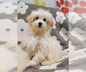 Maltese Dogs for adoption in Lake City, MI, USA