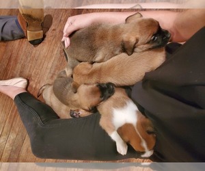 American Bulldog-Sheprador Mix Puppy for sale in SEEKONK, MA, USA