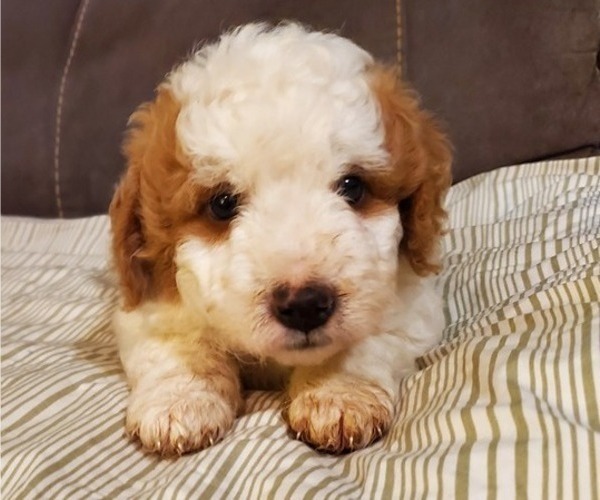 Medium Photo #6 Bernedoodle (Miniature) Puppy For Sale in LEETONIA, OH, USA