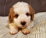 Small #5 Bernedoodle (Miniature)