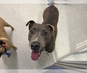 Mutt Dogs for adoption in Fort Collins, CO, USA