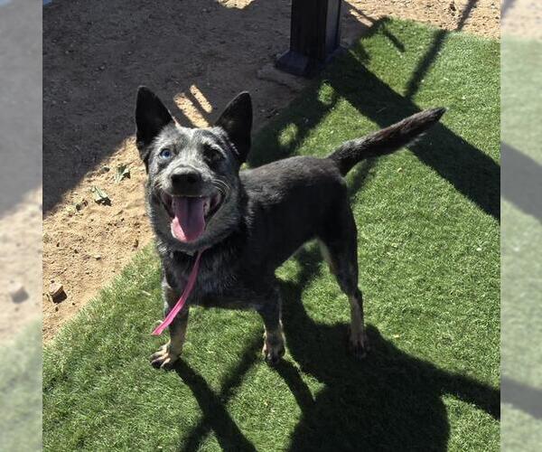 Medium Photo #1 Mutt Puppy For Sale in HESPERIA, CA, USA